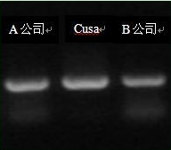 Cusa Taq Hot Start DNA Polymerase