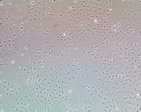 HAc人小脑星形胶质细胞