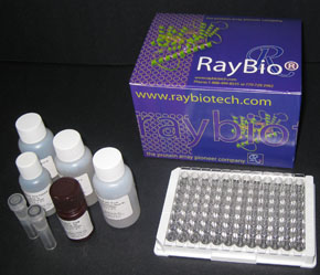 RayBio® Human Interferon alpha ELISA Kit for serum, plasma, cell culture supernatants, and urine