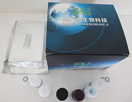 大鼠脂氧合酶同工酶1(LOX-1)ELISA试剂盒