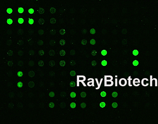 牛细胞因子定量抗体芯片 Bovine Cytokine Array Q1