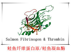 三文鱼凝血酶/鲑鱼凝血酶 Salmon Thrombin