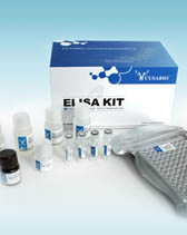 人激肽释放酶8(KLK 8)ELISA试剂盒