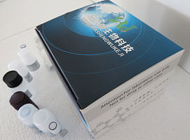 人血红素氧合酶1(HO-1)ELISA试剂盒