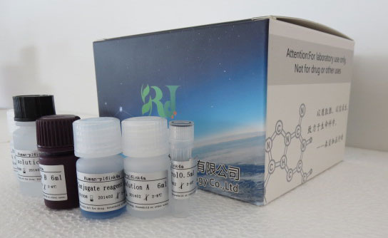 大鼠细胞色素C(Cyt-C)ELISA试剂盒