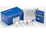 人α半乳糖基抗体(Gal)ELISA Kit