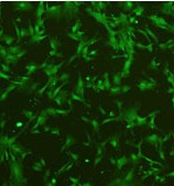 小鼠成纤维细胞,L929细胞