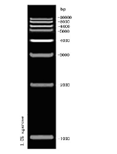 1kb DNA Ladder 1kb DNA Ladder marker