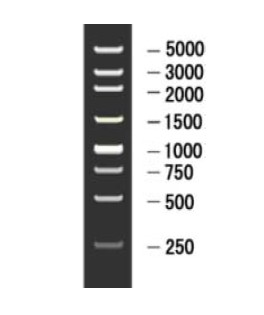250 bp DNA Ladder