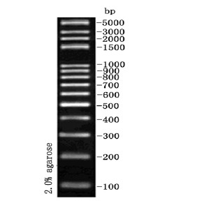 100bp plus DNA Ladder 100bp plus  Marker