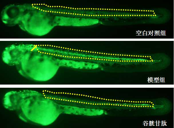 斑马鱼神经保护剂筛选模型