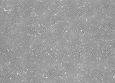 兔子垂体细胞,细胞 