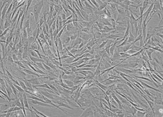 小鼠肺上皮细胞,TC-1细胞 