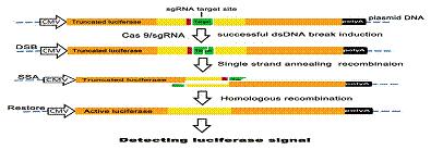 构建CAS9/sgRNA载体胞内活性检测（威斯腾生物-中关村生物医学研发检测共享平台！）