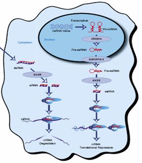 MicroRNA慢病毒介导基因调控