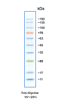 彩虹180广谱蛋白Marker（11-180KD)