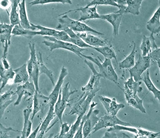 小鼠胚胎成纤维细胞 3T3-L1细胞 