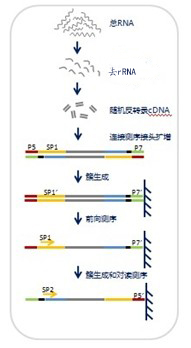 lncRNA测序（长链非编码RNA测序）