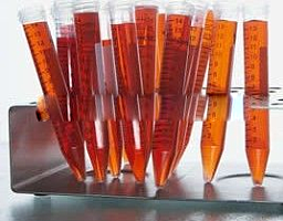 Rho GTP酶激活蛋白32抗体