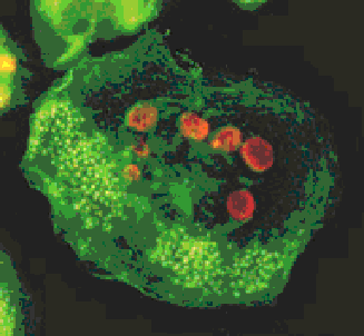 小鼠肝癌细胞