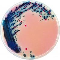 沙门氏菌属检测培养基（GB4789.4-2010）