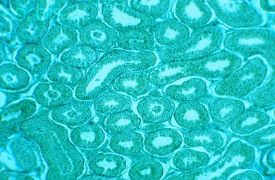 小鼠小胶质细胞