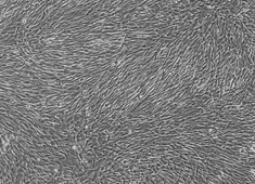 小鼠成纤维细胞系