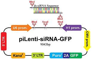 MIF4GD-set siRNA/shRNA/RNAi Lentivector