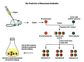 小分子抗体定制| 小分子修饰，抗原抗体定制、医药中间体|小分子化合物的多克隆和单克隆抗体制备及试剂盒开发等一系列服务