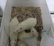 大鼠张性损伤模型（威斯腾生物-中关村生物医学研发检测共享平台！）