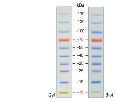 26616(sm0671) 超低分子量预染蛋白Marker 10-170kDa fermentas