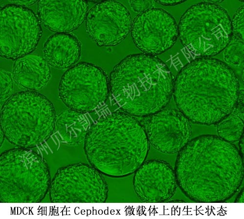 MDCK细胞在Cephodex微载体上的生长状态