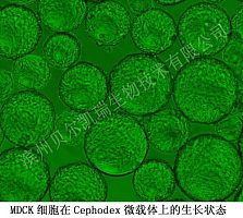 MDCK细胞在Cephodex微载体上的生长状态