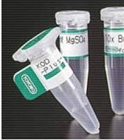 激活T-细胞核因子1(NFATC1)重组蛋白