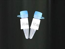 辅酶Q10同源物B(COQ10B)重组蛋白