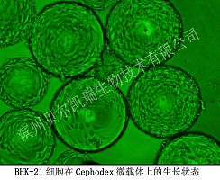BHK细胞在Cephodex微载体上的生长状态