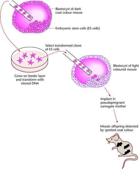 ES cell based gene overexpression