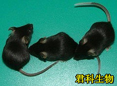 db/db对照鼠（糖尿病肾病db/db小鼠同群体杂合型小鼠或C57BL/KS）