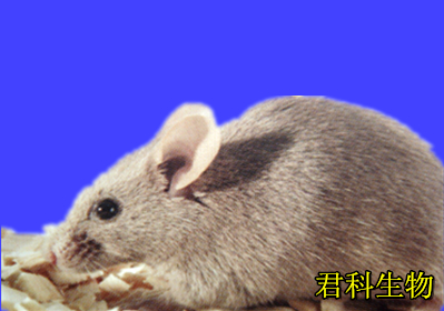 DBA/2小鼠