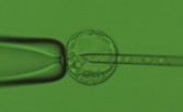 大小鼠胚胎显微操作服务