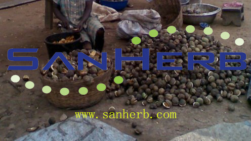 非洲马铃果籽，伏康树籽，它波宁原料