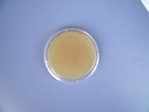细菌L型增菌液