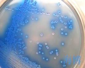 葡萄球菌属细菌生化鉴定管