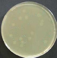 乳酸菌微量生化鉴定试剂盒 