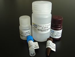 转铁蛋白单克隆抗体