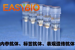 Anti-Flag-tag mouse monoclonal antibody