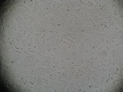 R 1610 仓鼠 体细胞