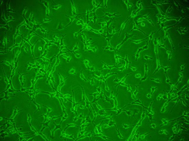 293（MEM） 人 胚肾细胞