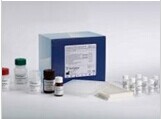免疫球蛋白E检测试剂盒