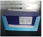 热休克蛋白90检测试剂盒